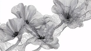 线框风格花朵艺术插画