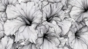 黑白花卉图案纹理