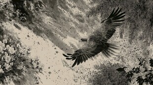 翱翔于山谷间的雄鹰