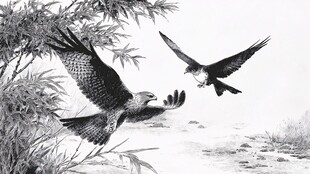 双鹰翱翔于竹林间