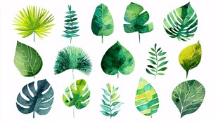 水彩风多样绿植叶片集合
