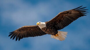 翱翔天际的白头海雕