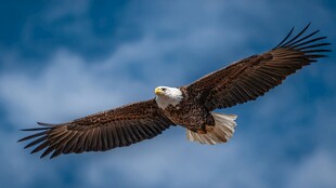 翱翔天际的白头鹰