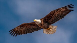 翱翔天际的白头海雕