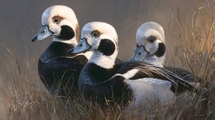 三只棉顶鸭立于草丛间