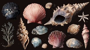 多彩贝壳与海洋小物集合