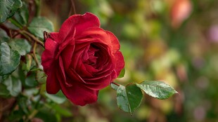 娇艳红玫瑰绽放于绿叶间