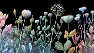 梦幻多彩花卉植物插画