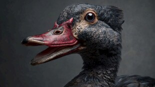 奇特黑羽鸭特写