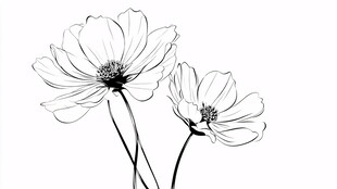 黑白线条波斯菊插画