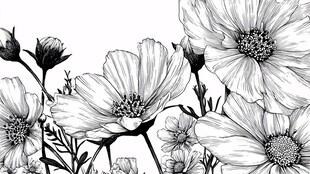 黑白手绘波斯菊花卉图