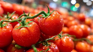 新鲜饱满的小番茄