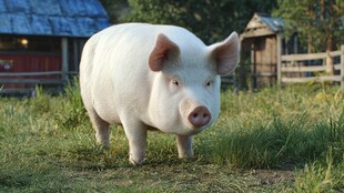 田园里的可爱大白猪