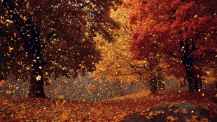 秋日枫林落叶美景