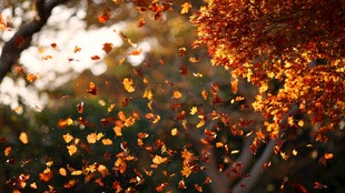 秋日落叶纷飞的唯美瞬间