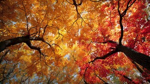 仰望秋日斑斓枫树林