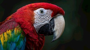 多彩金刚鹦鹉特写