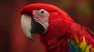 鲜艳红鹦鹉特写