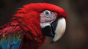 艳丽红鹦鹉特写