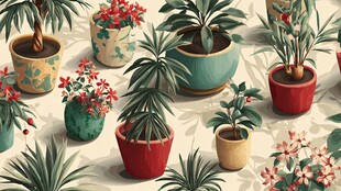 多彩盆栽营造清新植物世界