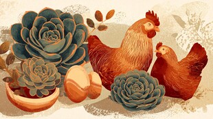 鸡与多肉的田园温馨画面