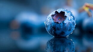 水润蓝莓特写