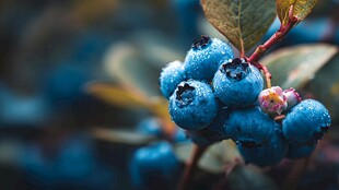 饱满多汁的新鲜蓝莓果实