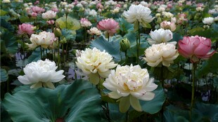 夏日荷花盛放美景