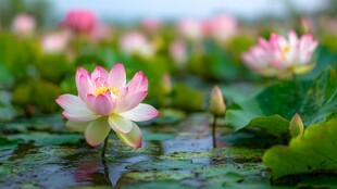 绽放的粉荷与翠绿荷叶