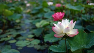 荷塘中的娇艳荷花绽放