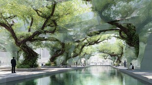 梦幻树廊下的静谧水景