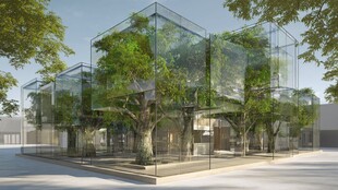 玻璃围合的树木建筑景观