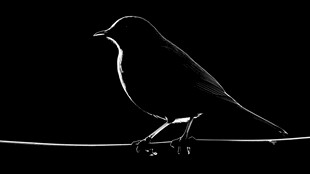 黑背景上的鸟剪影