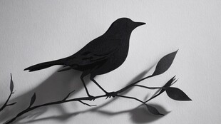 树枝上的剪影小鸟