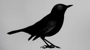 黑鸟剪影 姿态优雅