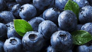 新鲜带叶蓝莓 水润饱满