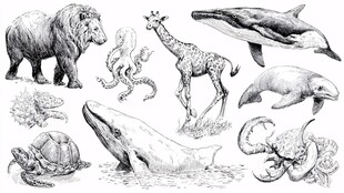 手绘多样野生动物插画