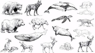 手绘野生动物集合