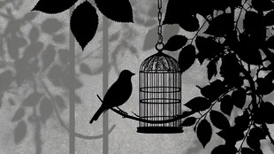 笼外之鸟与空鸟笼剪影