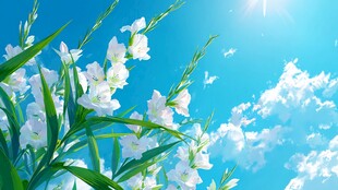 蓝天白花 清新自然的景致