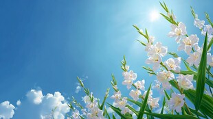 蓝天之下绽放的白色花朵