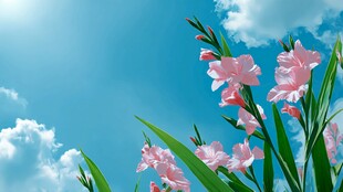 蓝天粉花 春日清新花卉图景