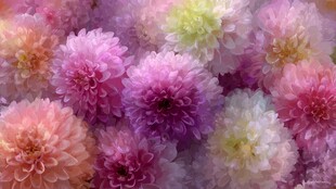 多彩大丽花绽放美丽瞬间