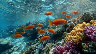 海底缤纷 群鱼共舞珊瑚间