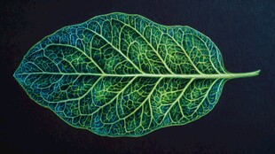 梦幻叶脉 独特绚丽的叶片