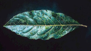 翠绿叶片上的晶莹水珠