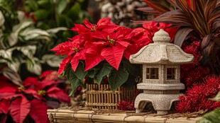 圣诞红与石灯笼装饰景观