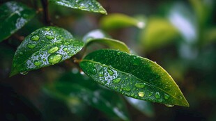 雨后绿叶晶莹水珠