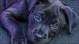 紫调萌犬趴卧的可爱瞬间