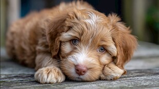 趴卧的可爱卷毛小奶狗